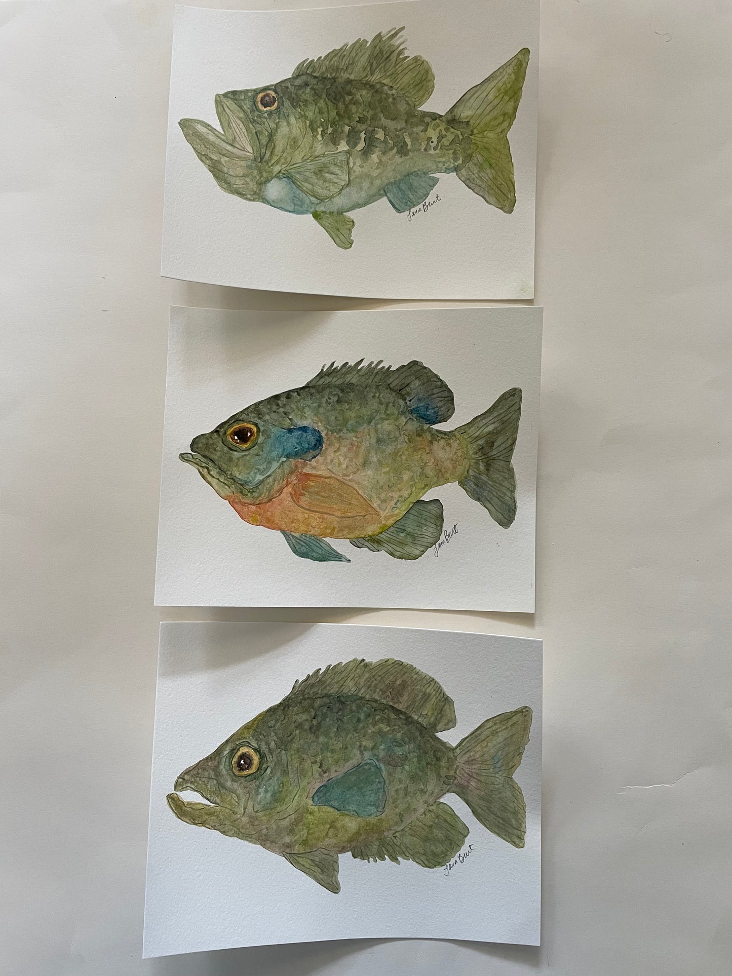 Bluegill Bream Fish watercolor