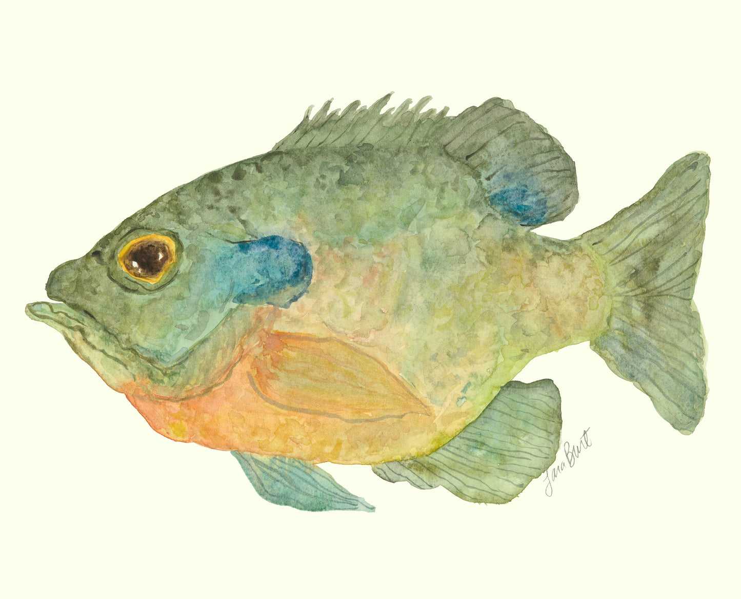 Bluegill Fish Print