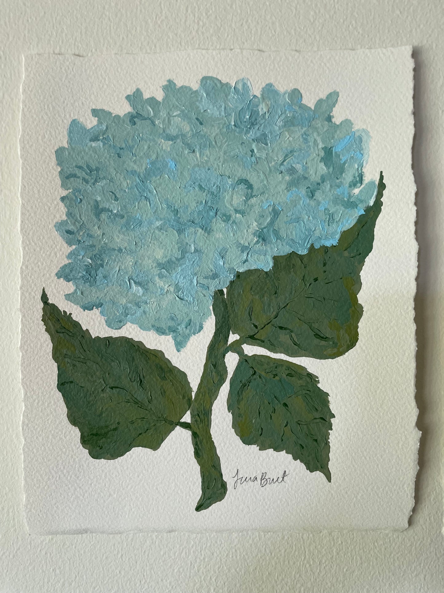 8x10 Blue Hydrangea on plain paper no. 1