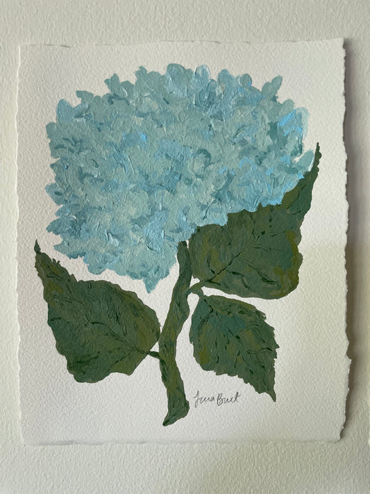 8x10 Blue Hydrangea on plain paper no. 1