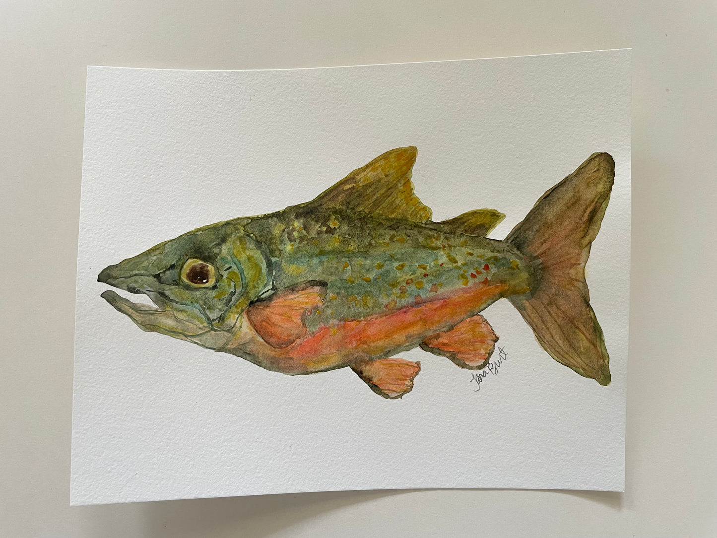 Brook Trout watercolor
