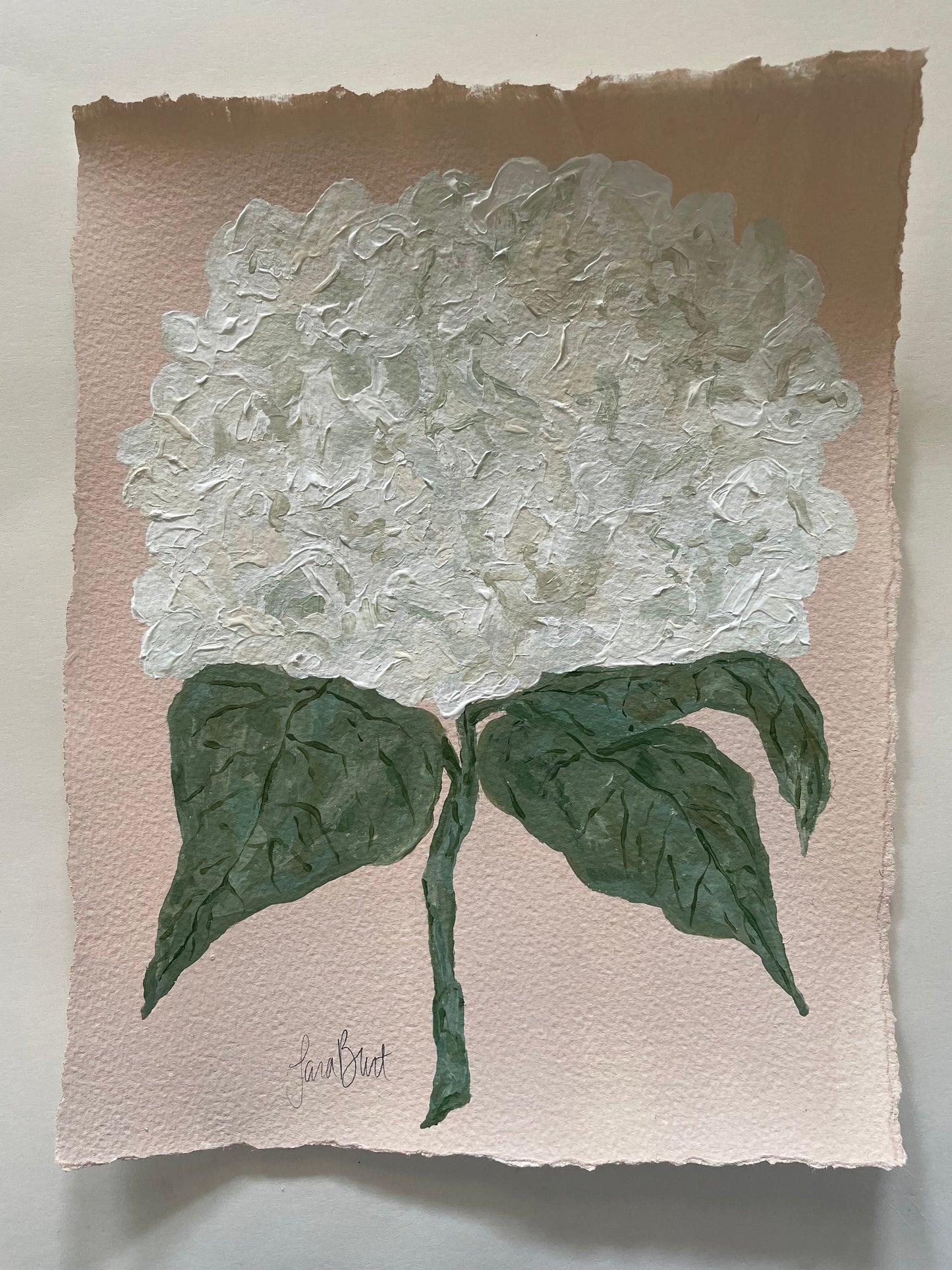White Hydrangea on Pink no 4
