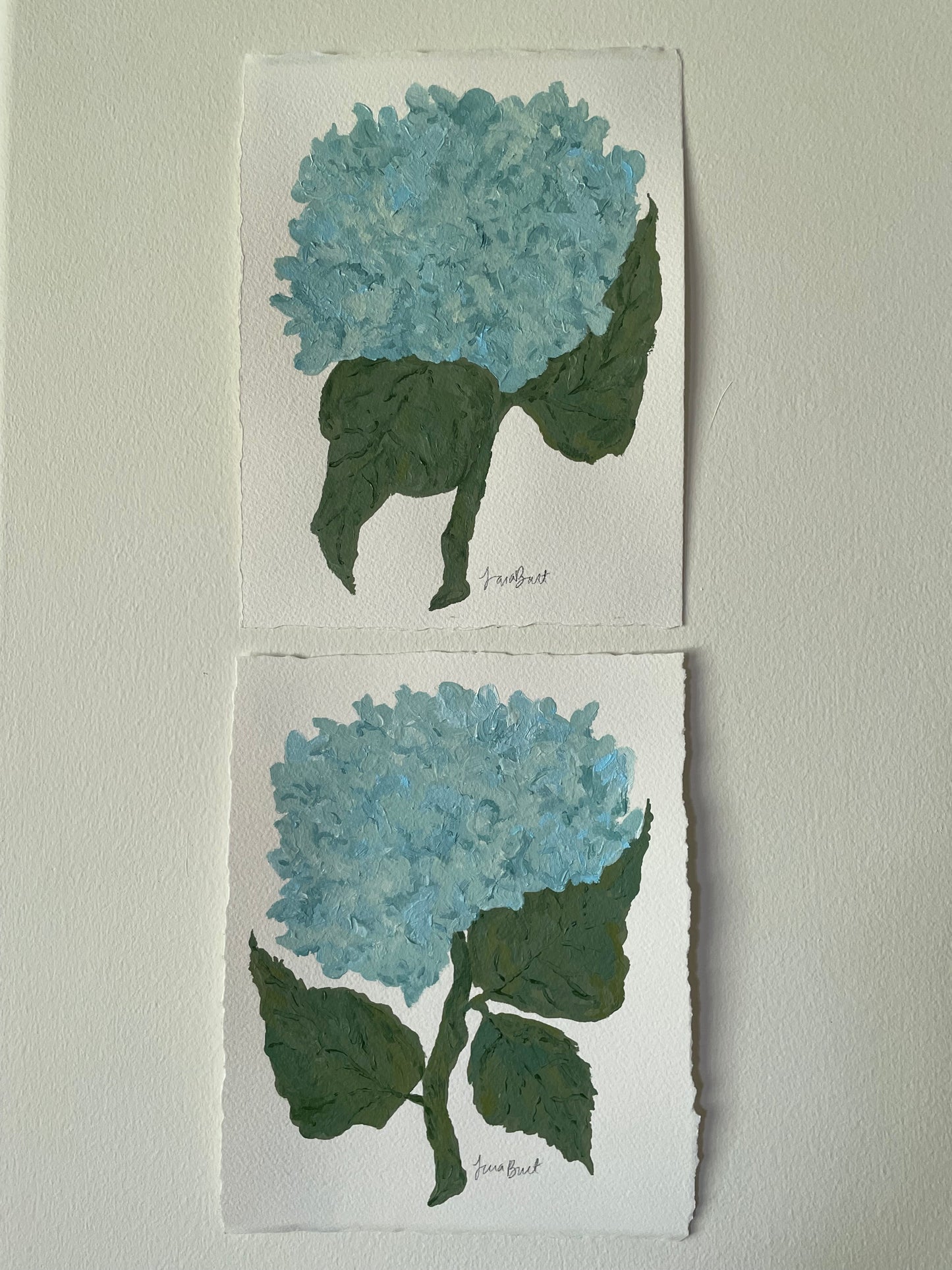 8x10 Blue Hydrangea on plain paper no. 1