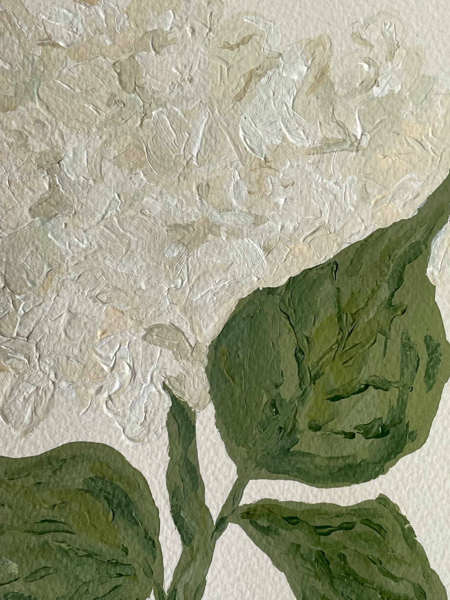 8x10 White Hydrangea on plain paper no. 1