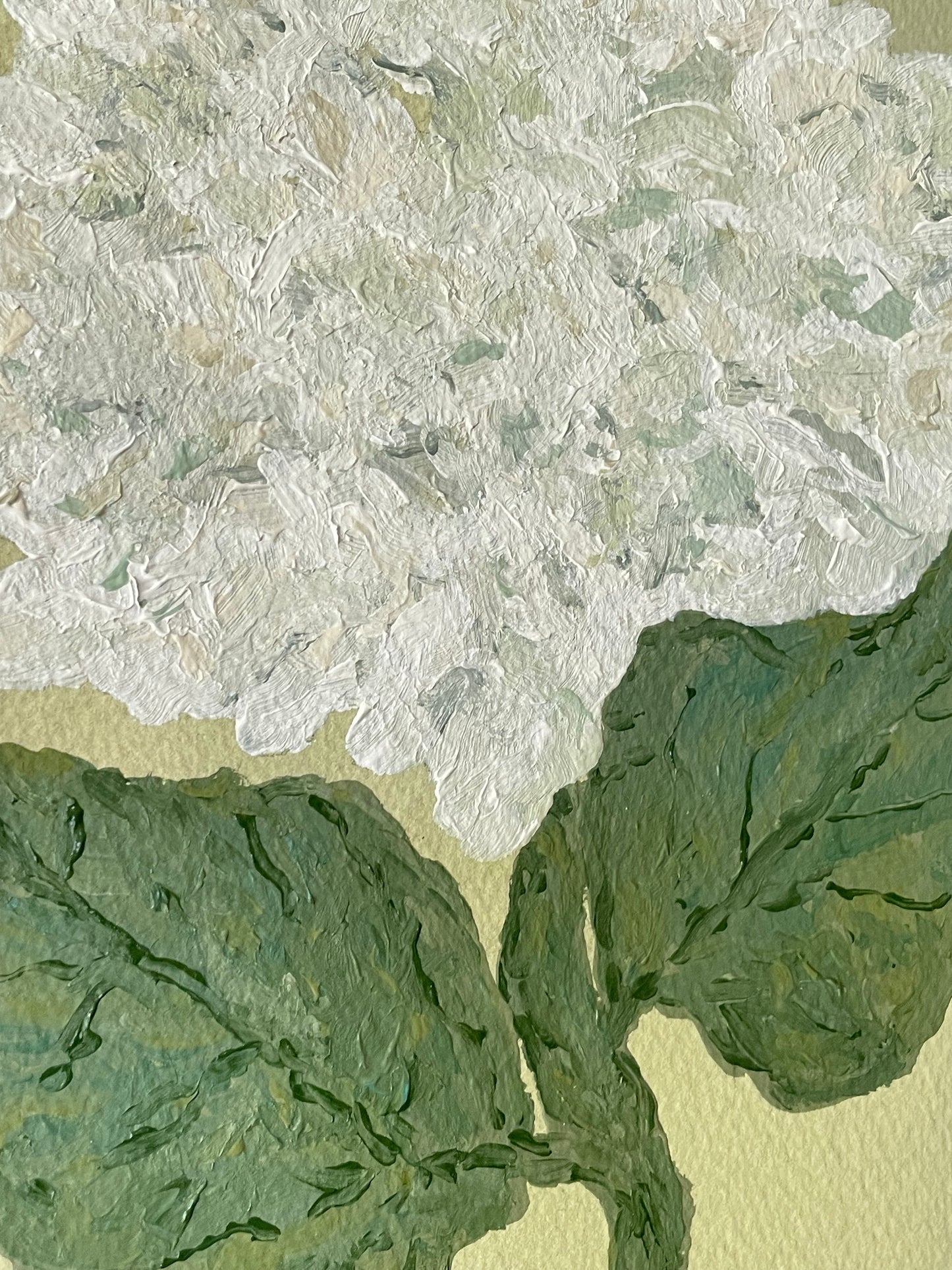 8x10 White Hydrangea on green paper no. 2