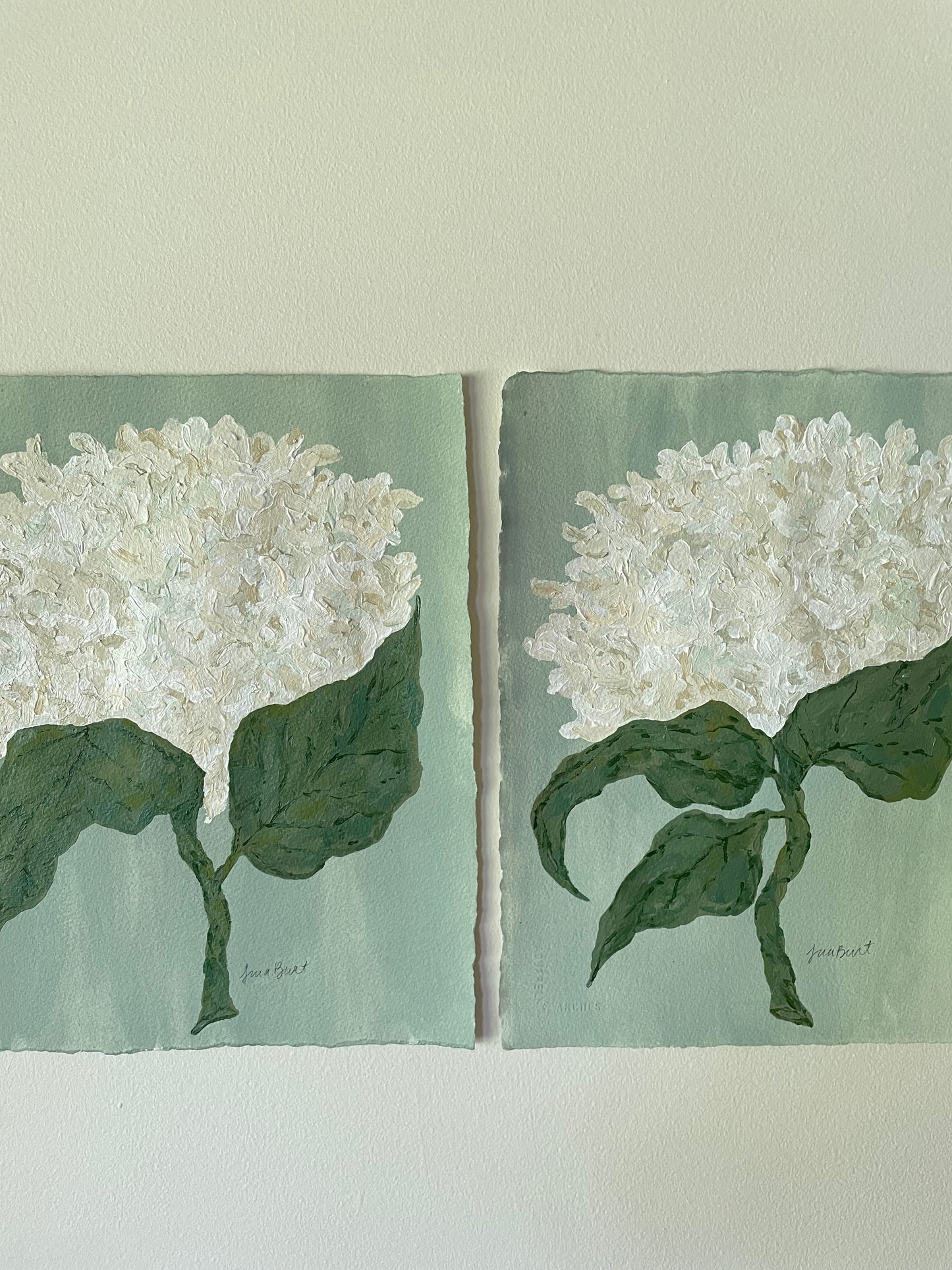 11x14 White Hydrangea on soft blue green paper no. 2
