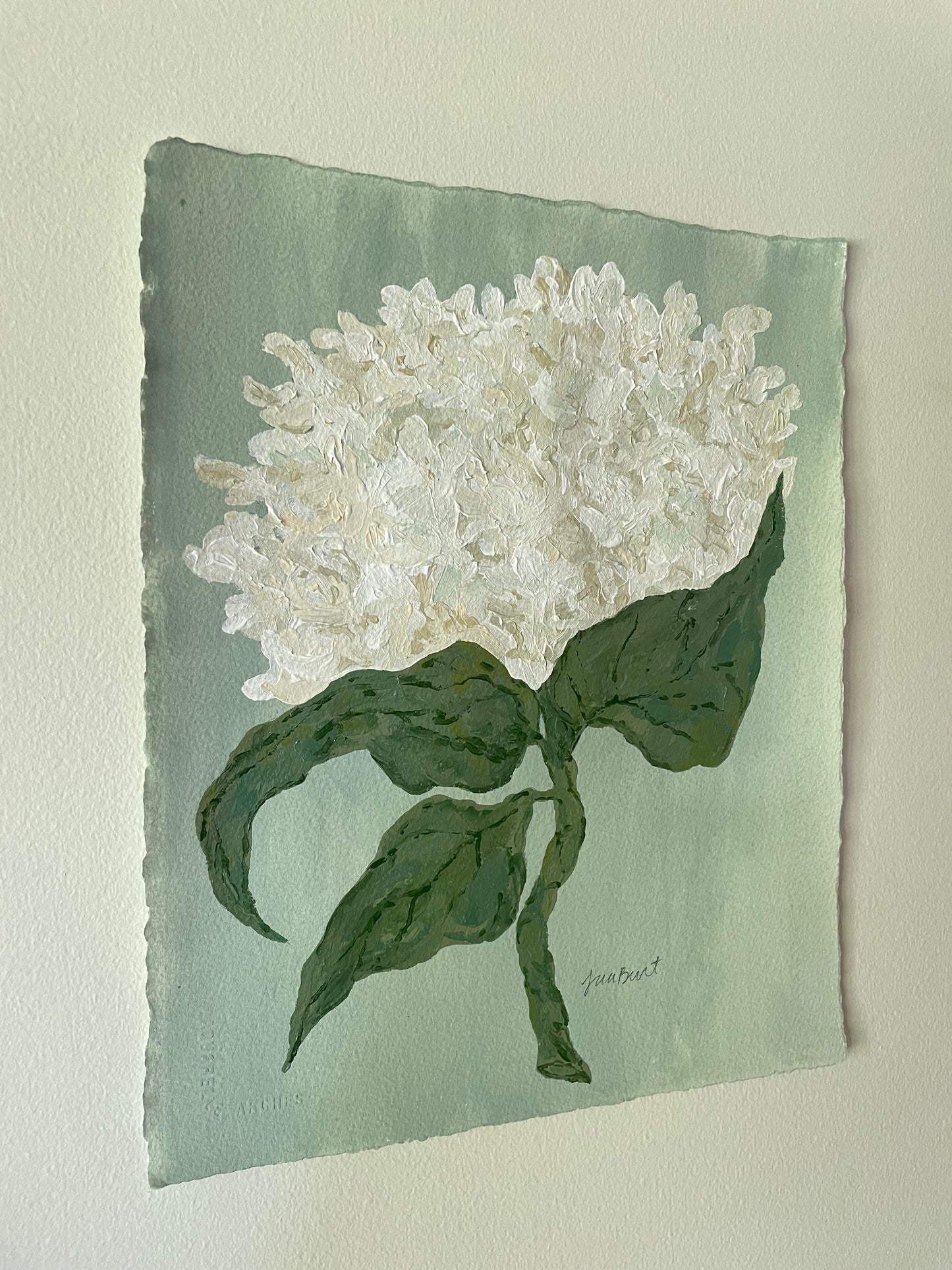 11x14 White Hydrangea on soft blue green paper no. 1