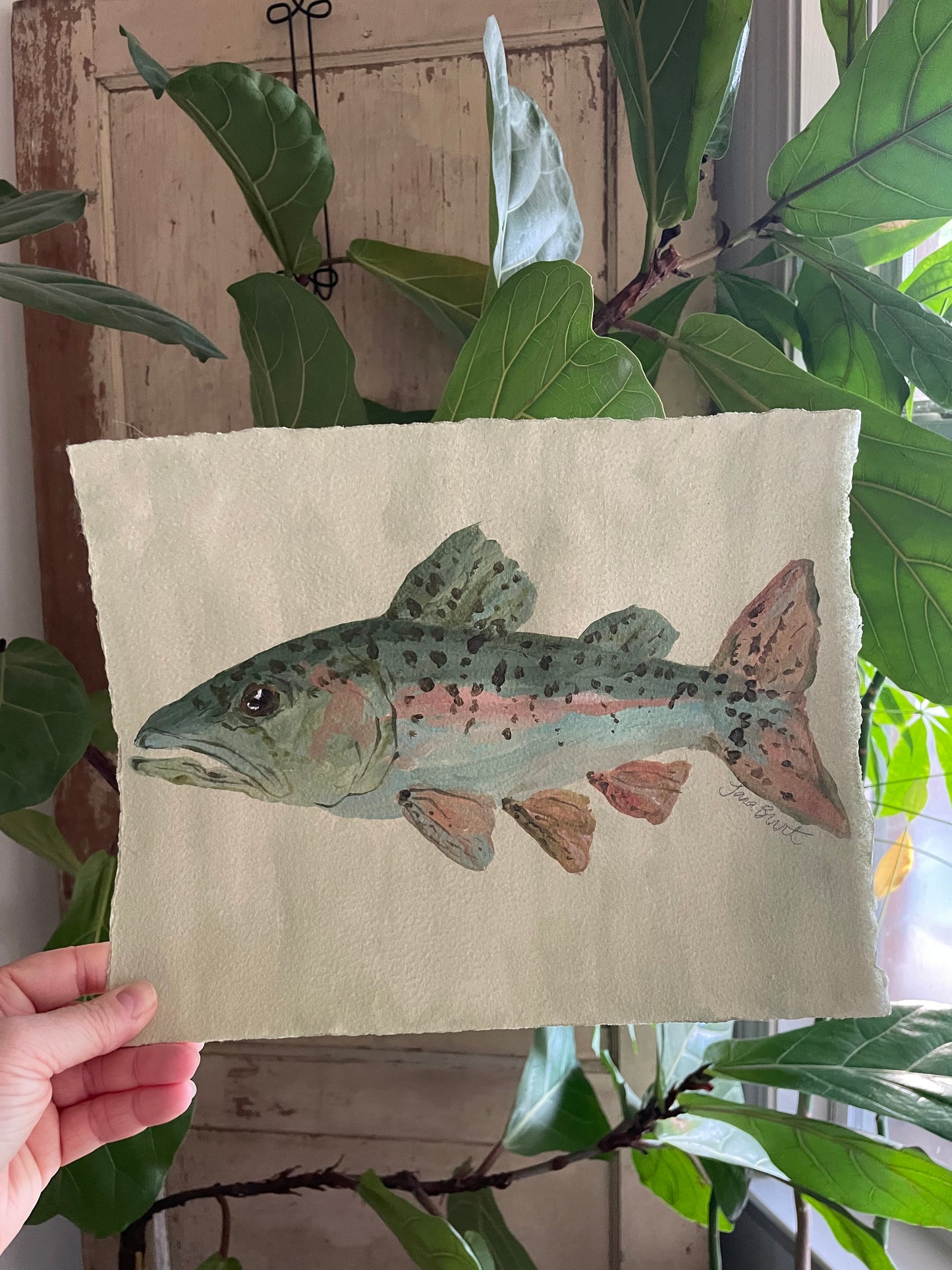 Rainbow Trout on paper