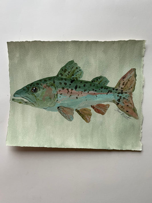 Rainbow Trout on paper