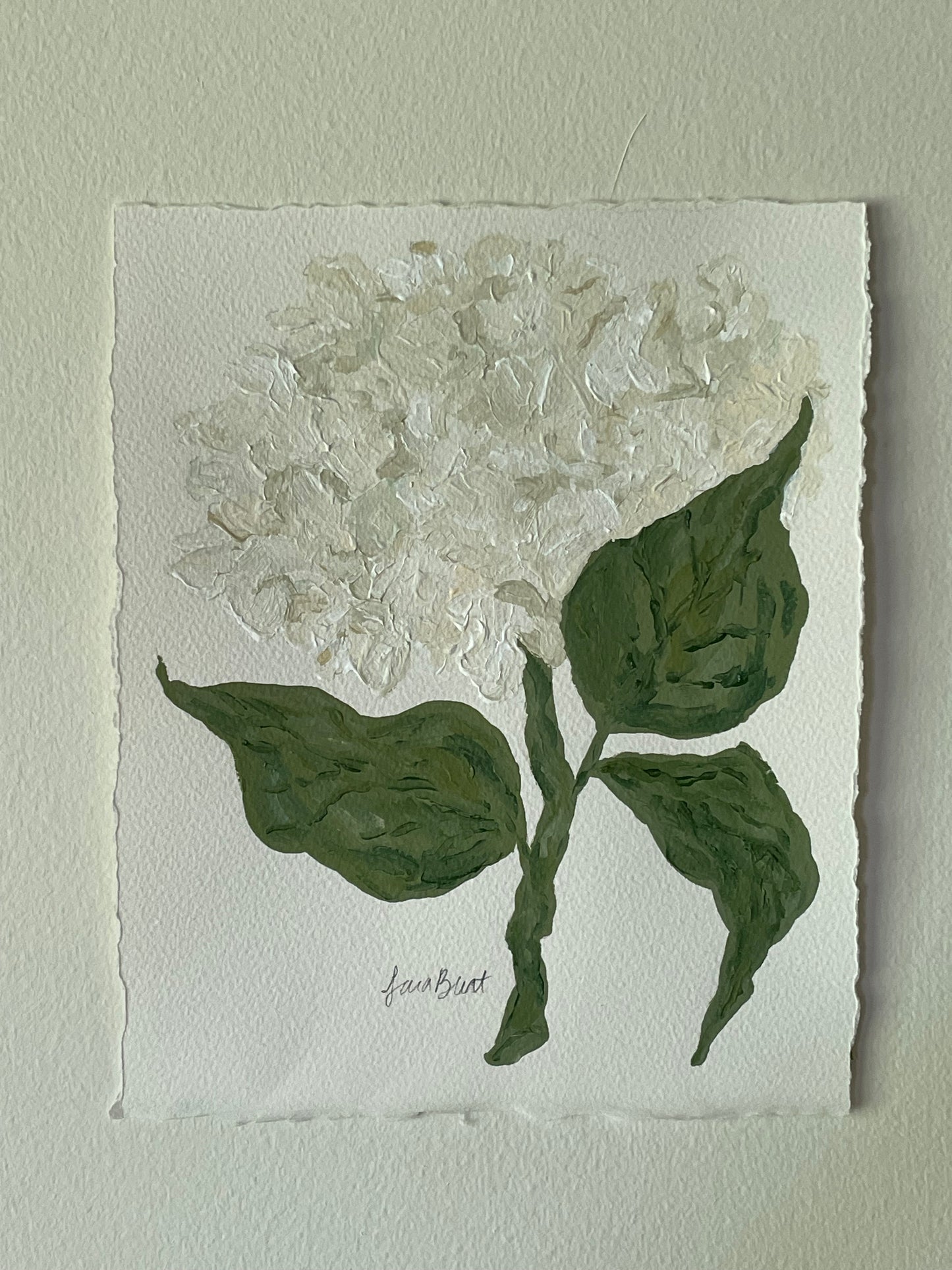 8x10 White Hydrangea on plain paper no. 1