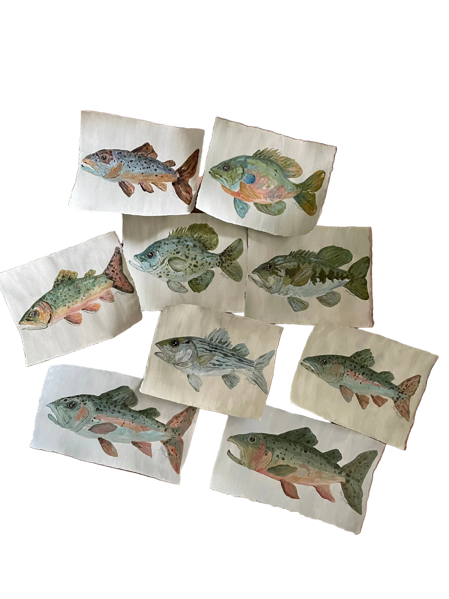 Rainbow Trout on paper