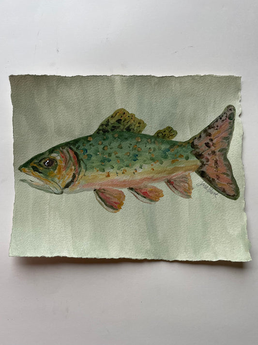 Brook Trout on paper