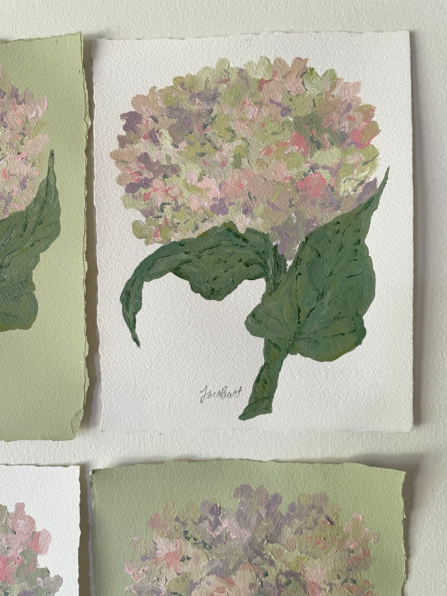 8x10 pink & purple hydrangea on plain paper no. 2