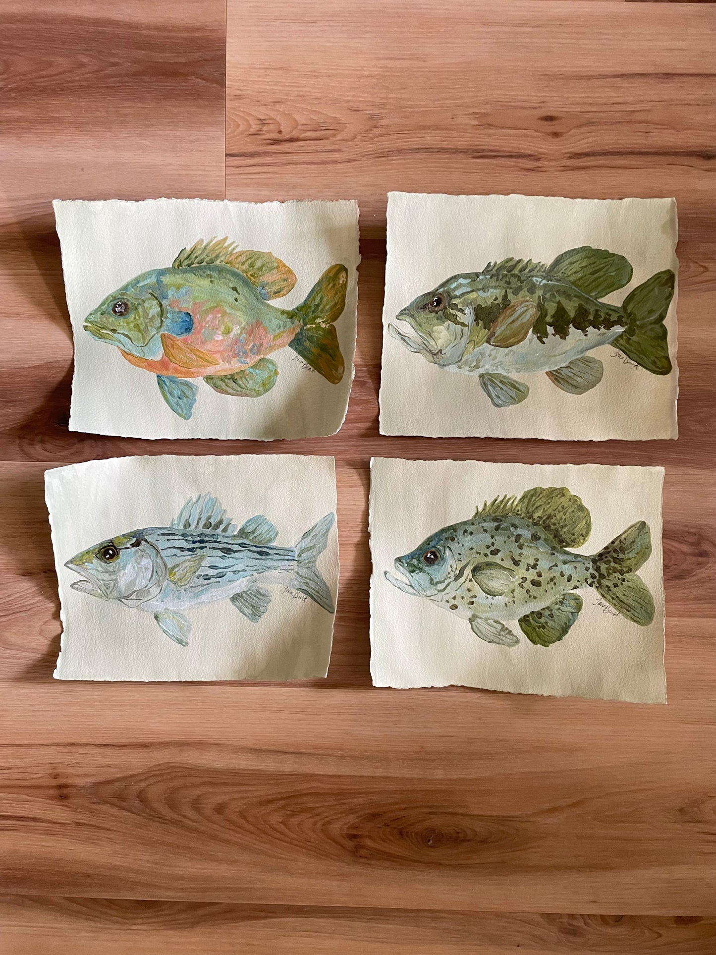 Striped Bass on paper