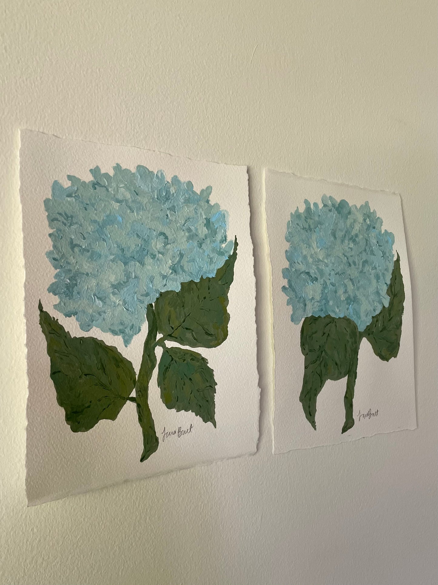 8x10 Blue Hydrangea on plain paper no. 1