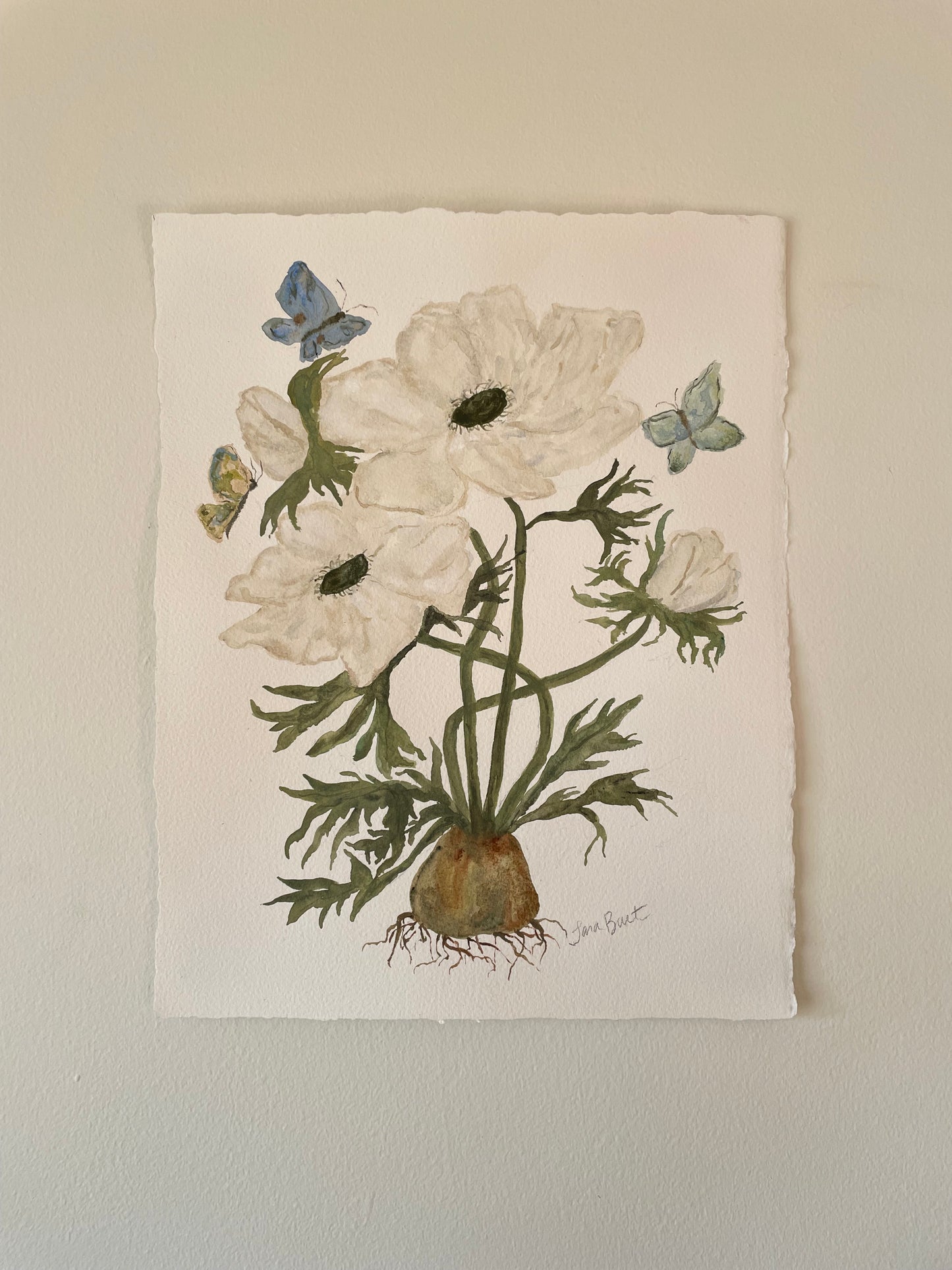 White Anemone Botanical Watercolor Painting