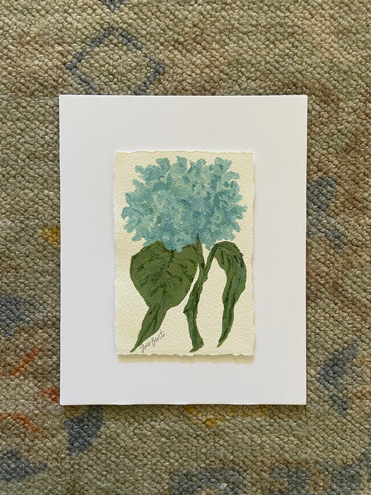 5x7 Blue Hydrangea on 8x10 mat board