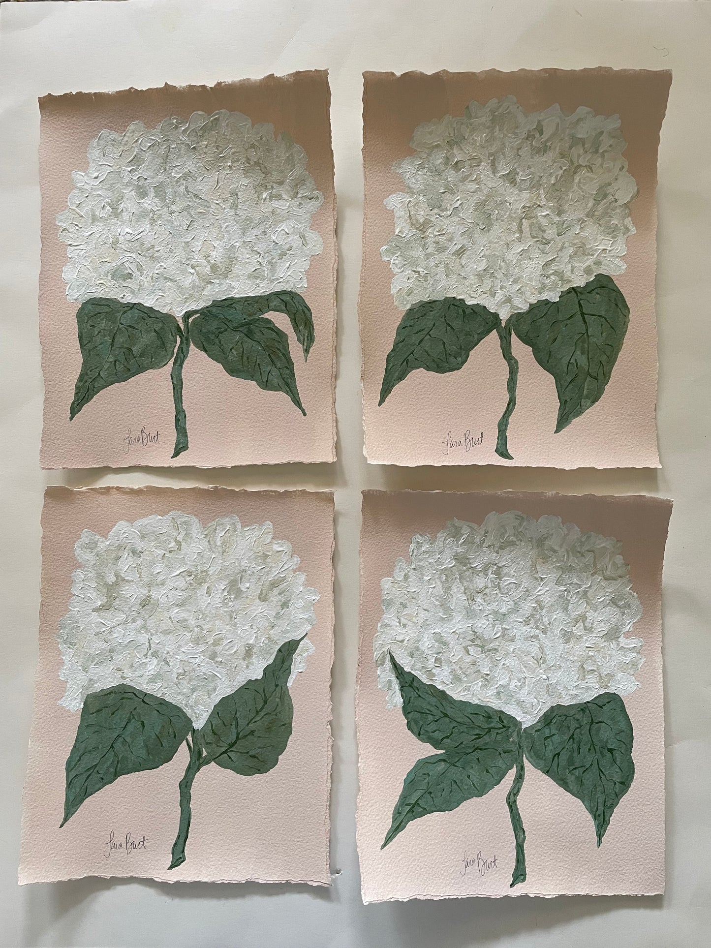 White Hydrangea on Pink no 2