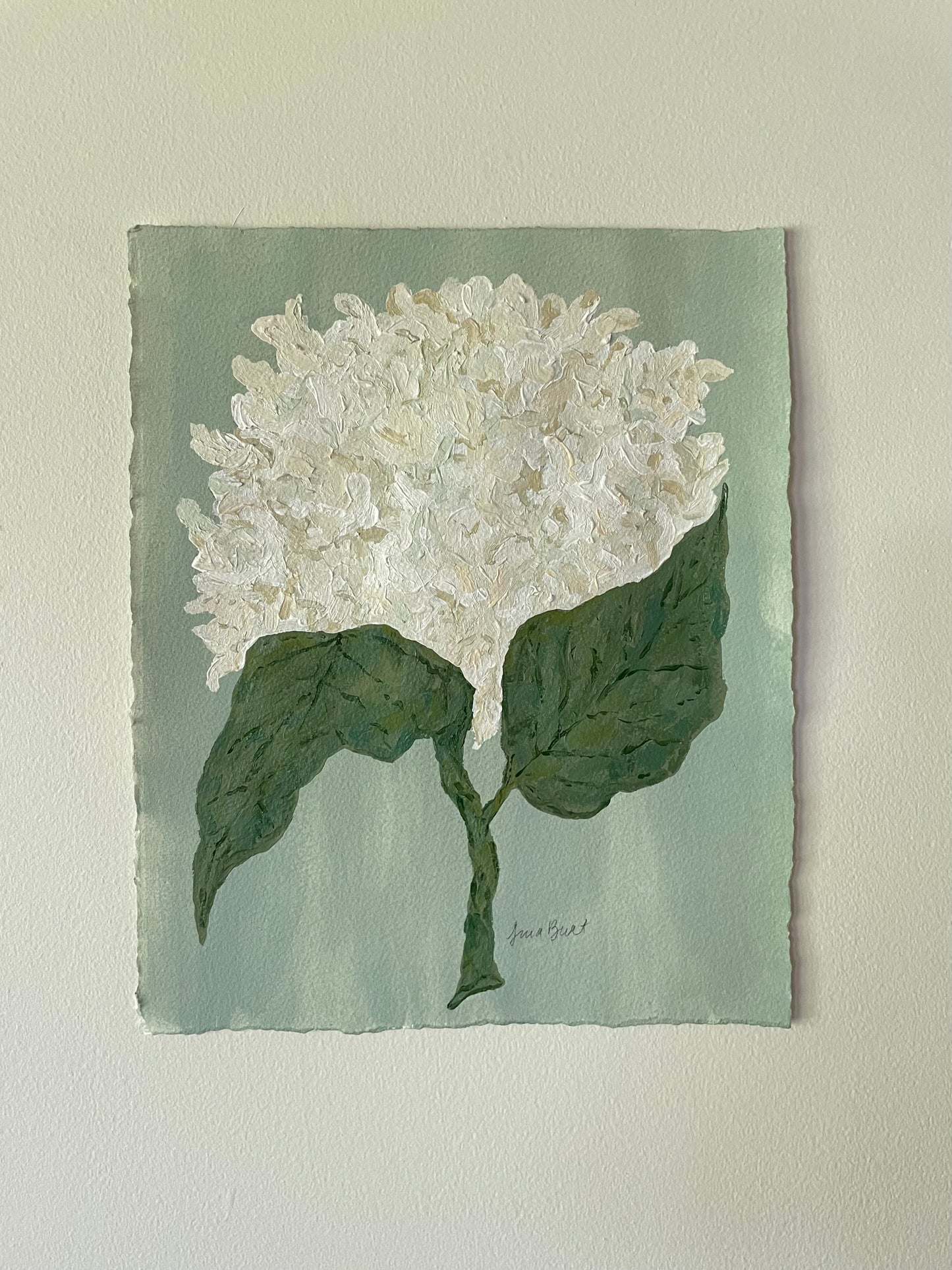 11x14 White Hydrangea on soft blue green paper no. 2