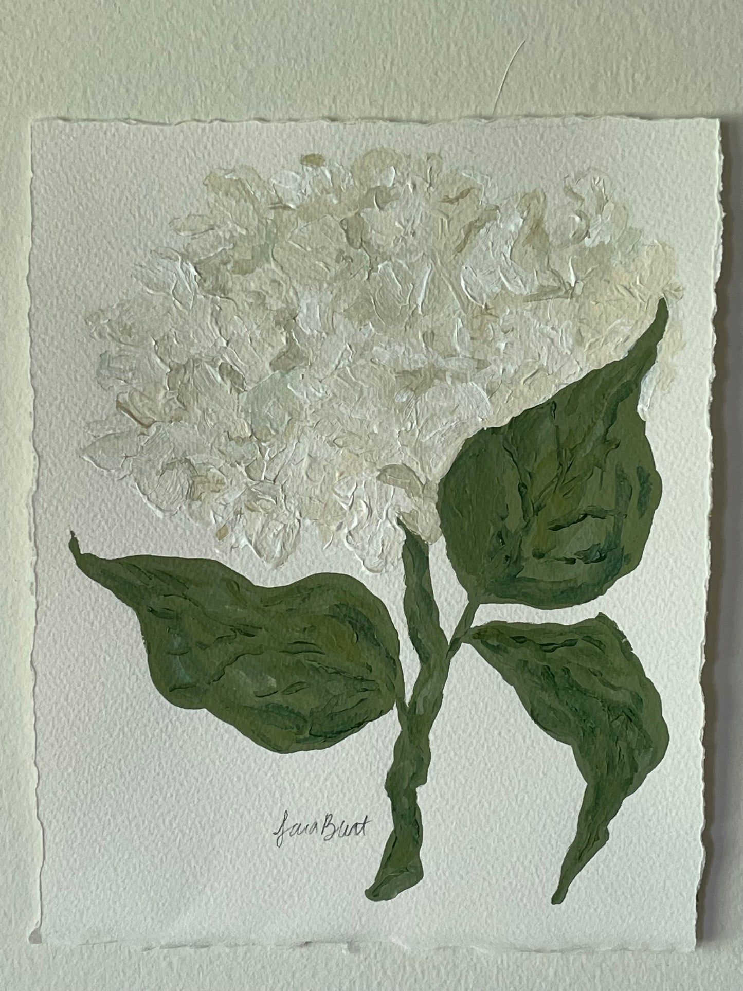 8x10 White Hydrangea on plain paper no. 1