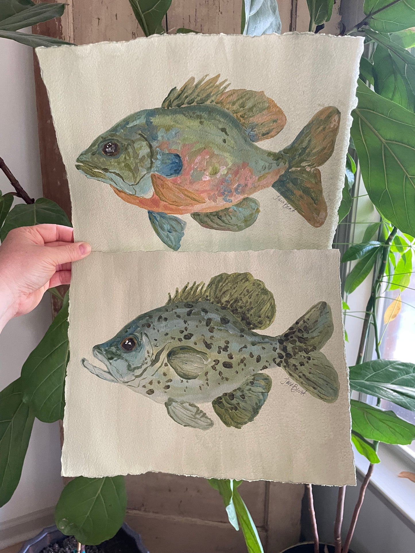 Crappie on paper