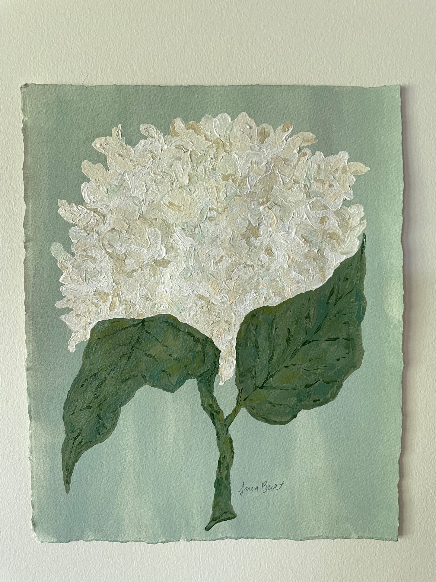 11x14 White Hydrangea on soft blue green paper no. 2