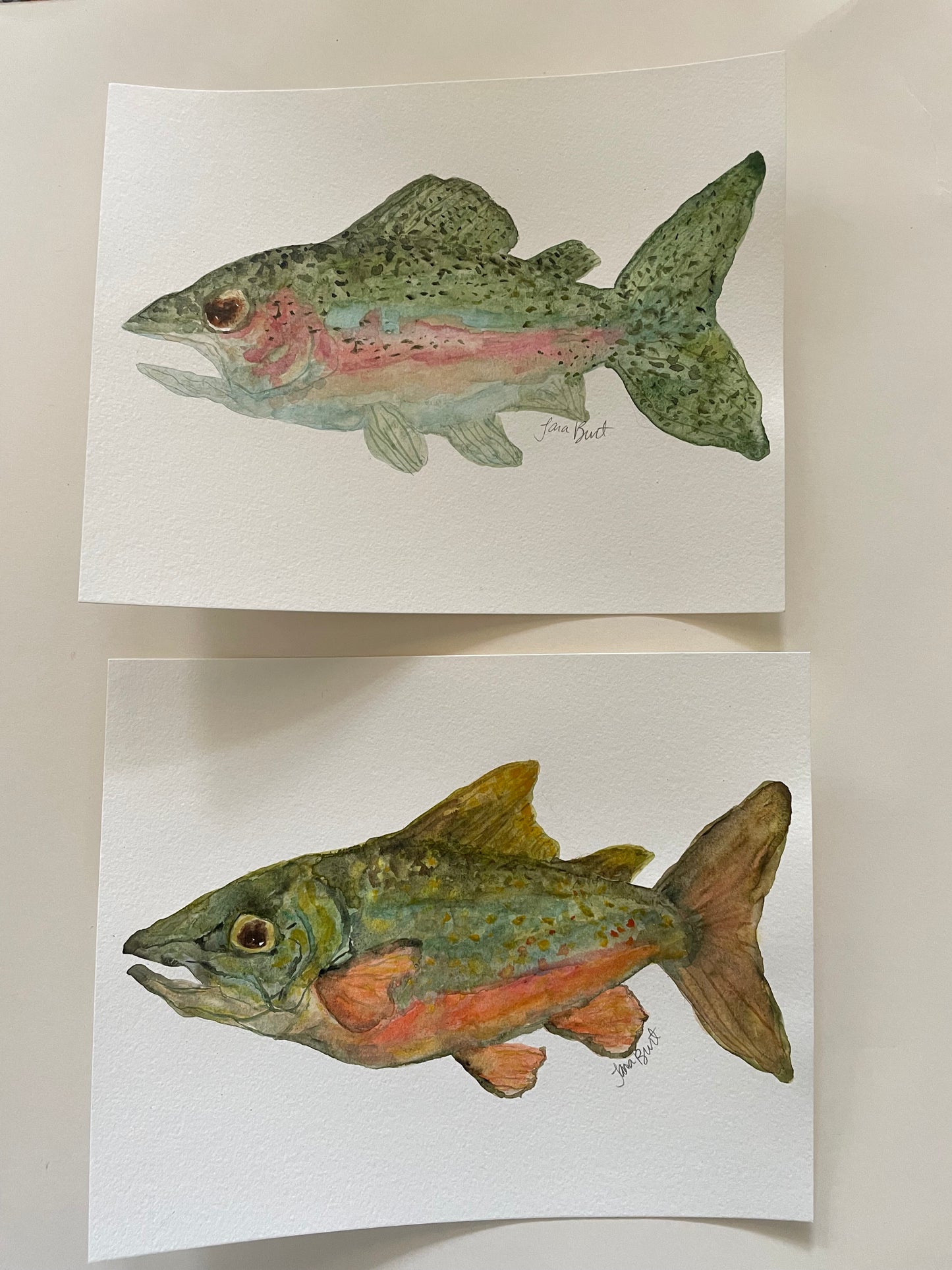 Rainbow Trout Fish watercolor