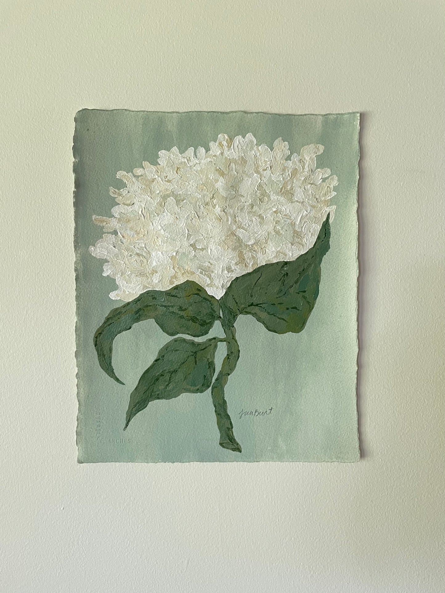 11x14 White Hydrangea on soft blue green paper no. 1