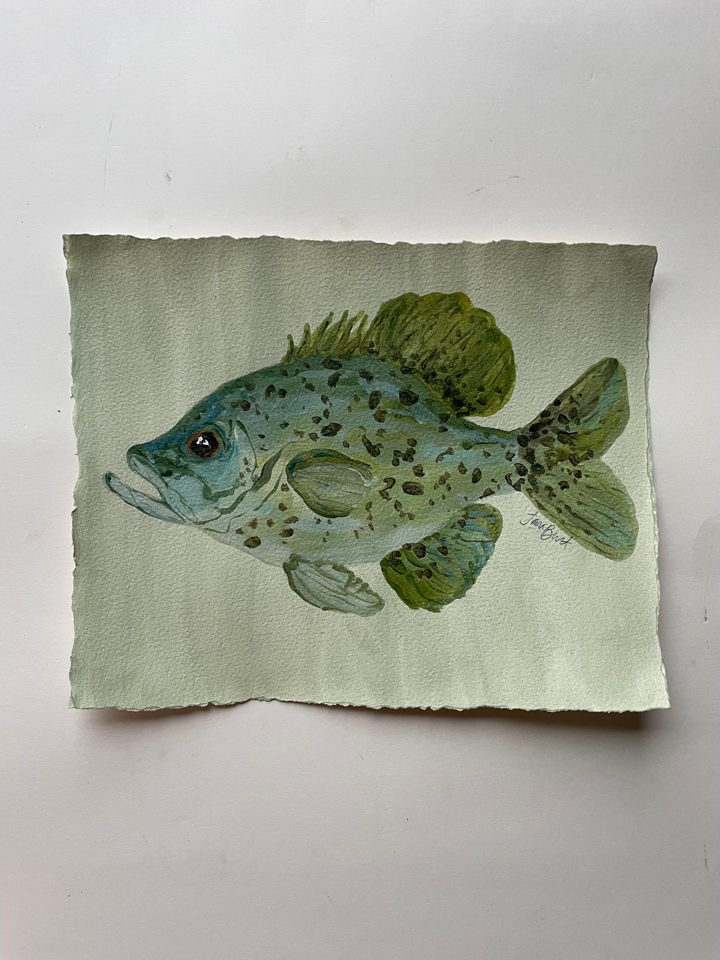 Crappie on paper