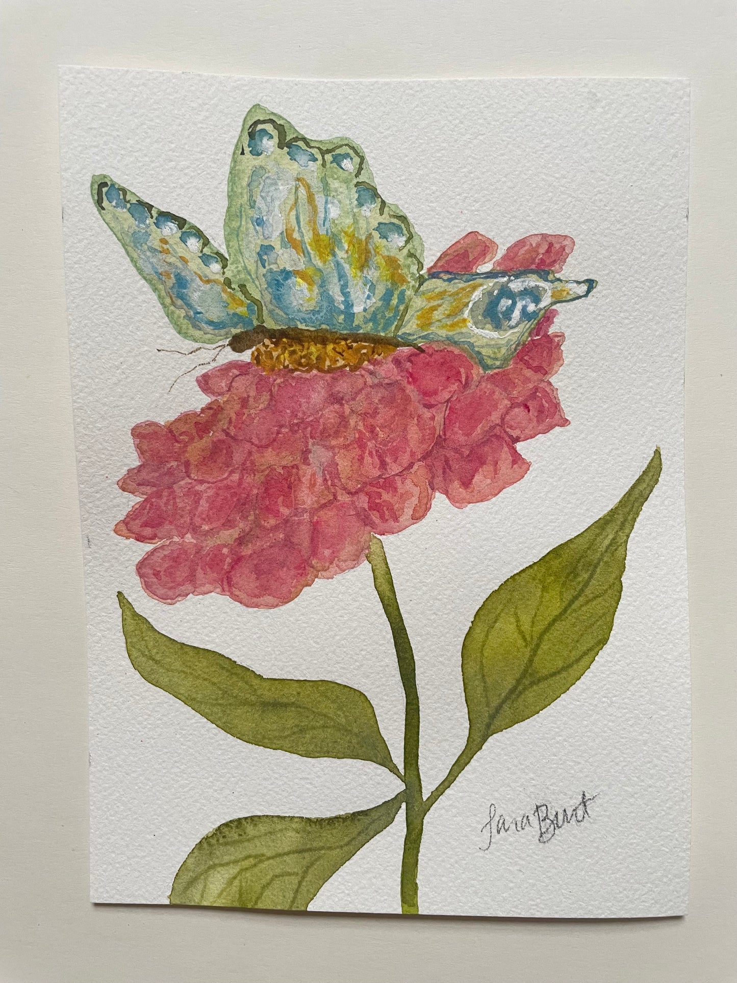 Butterfly on Zinnia