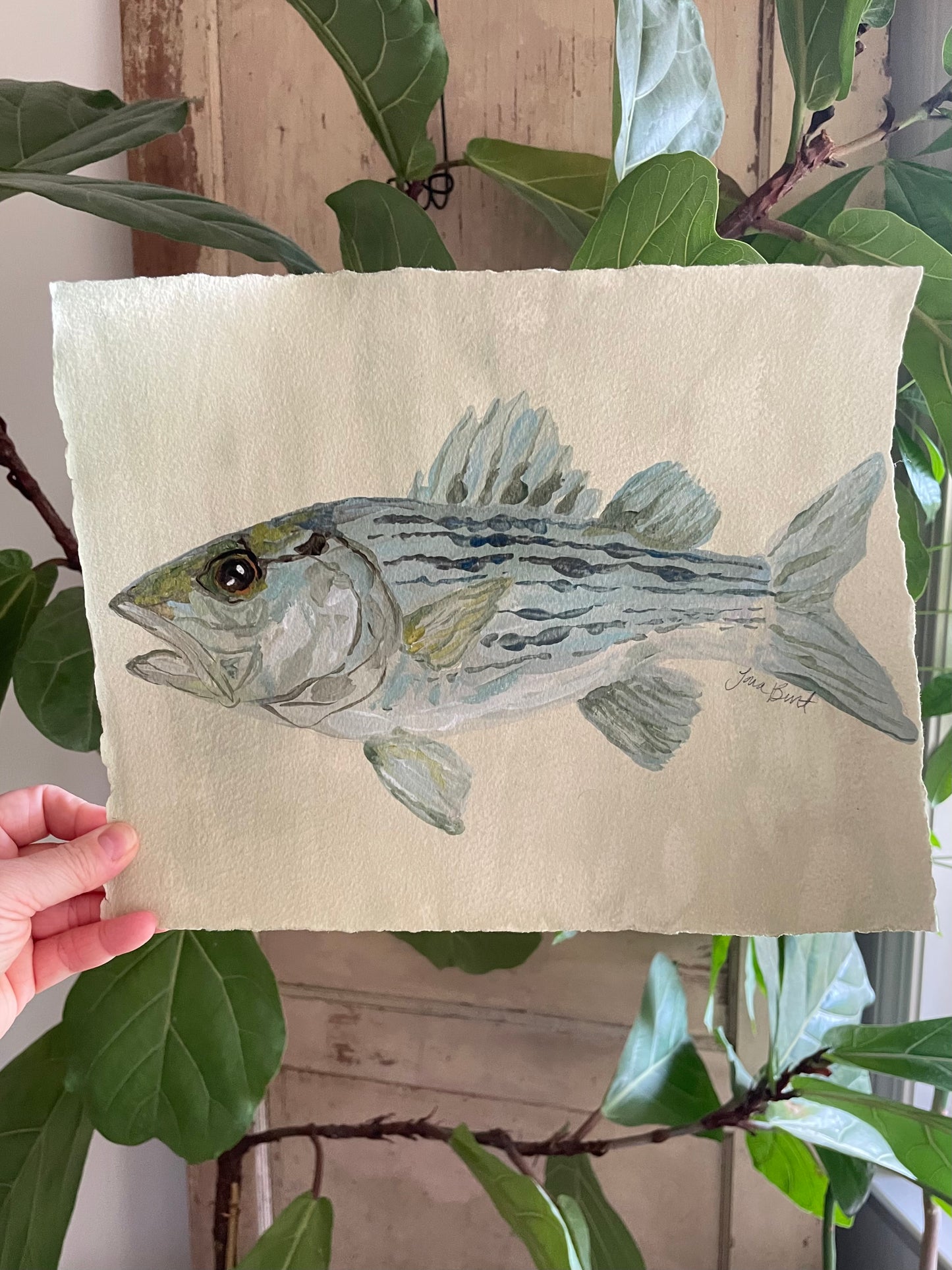 Striped Bass on paper