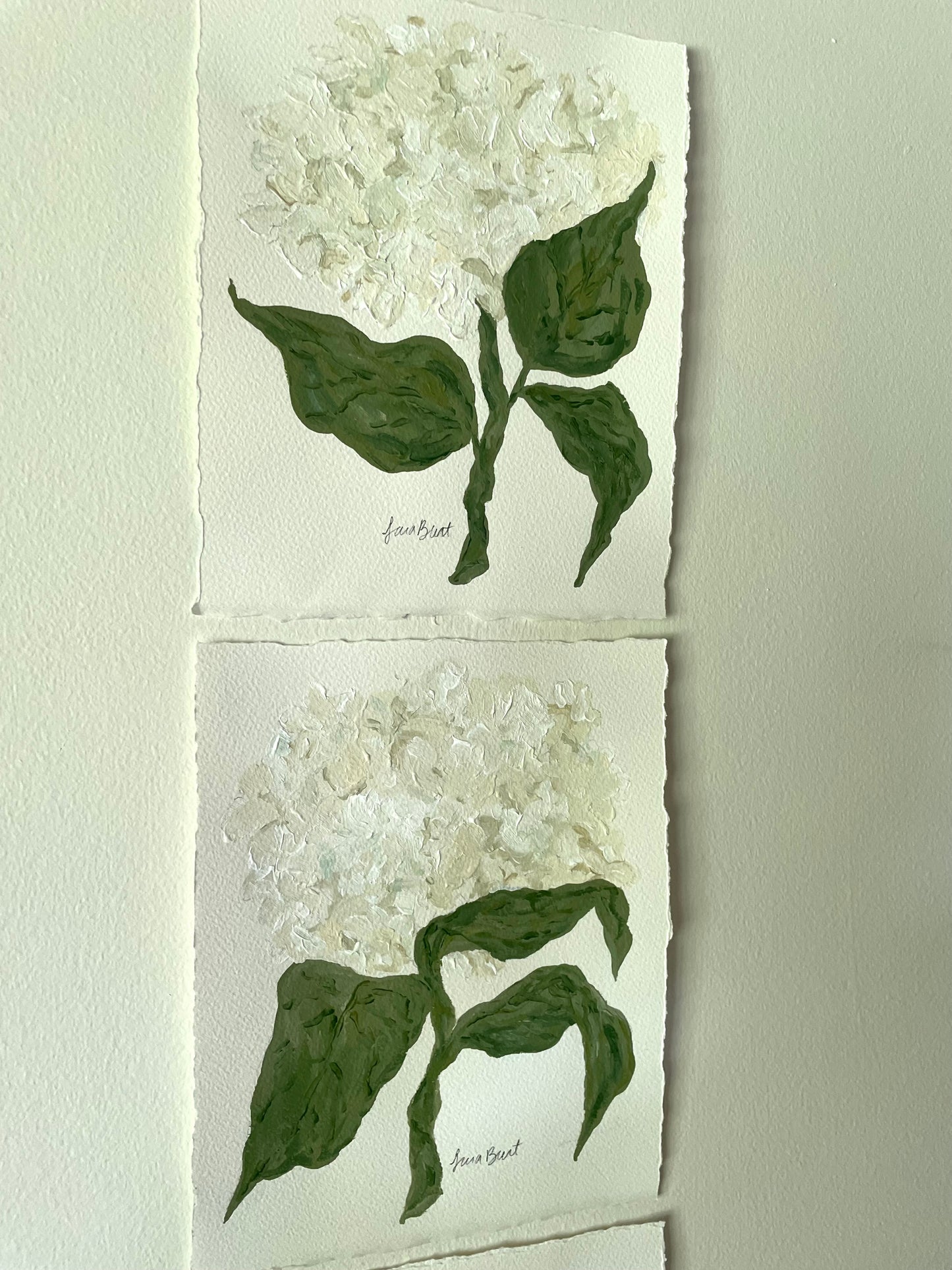 8x10 White Hydrangea on plain paper no. 1