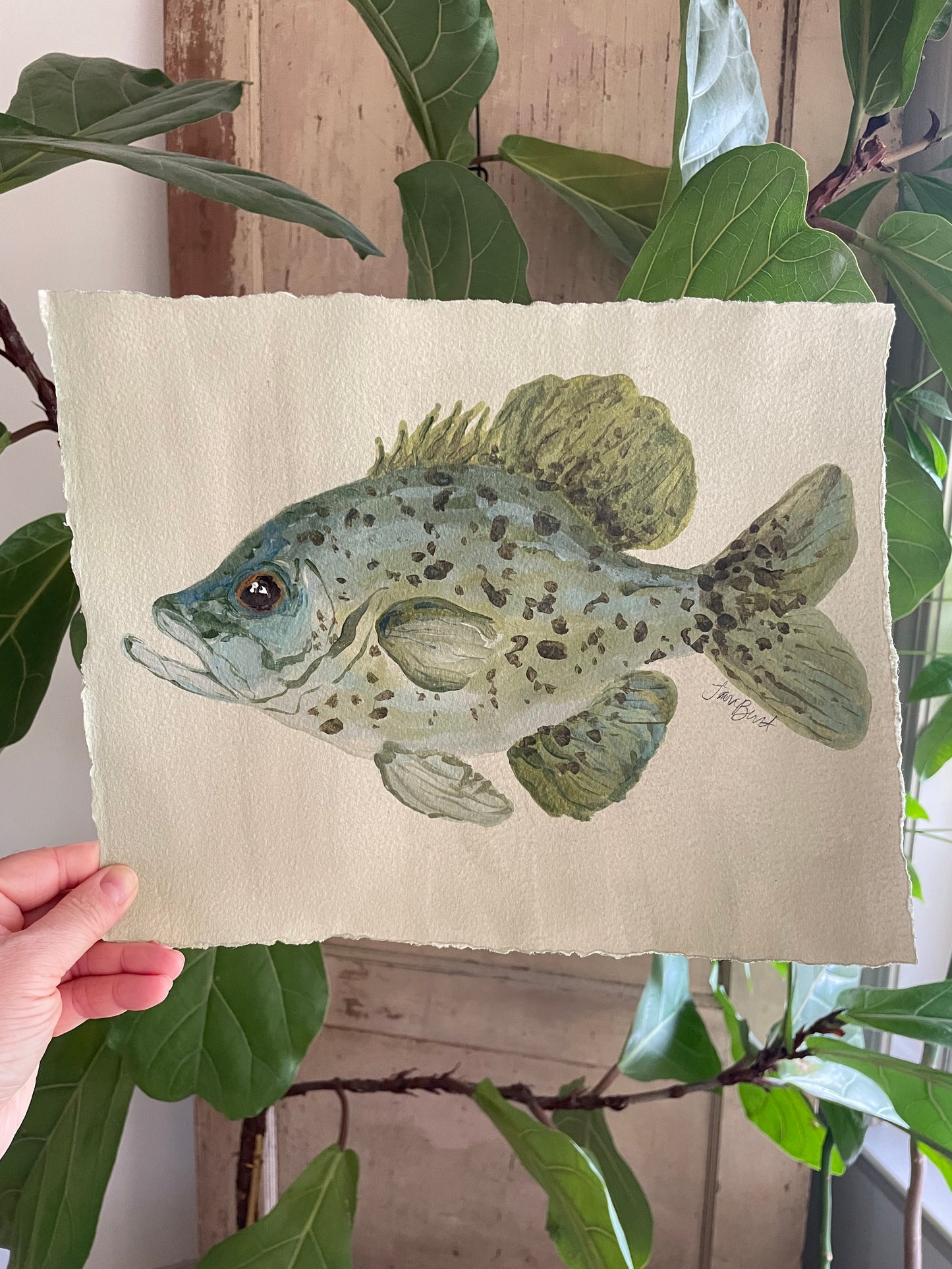 Crappie on paper