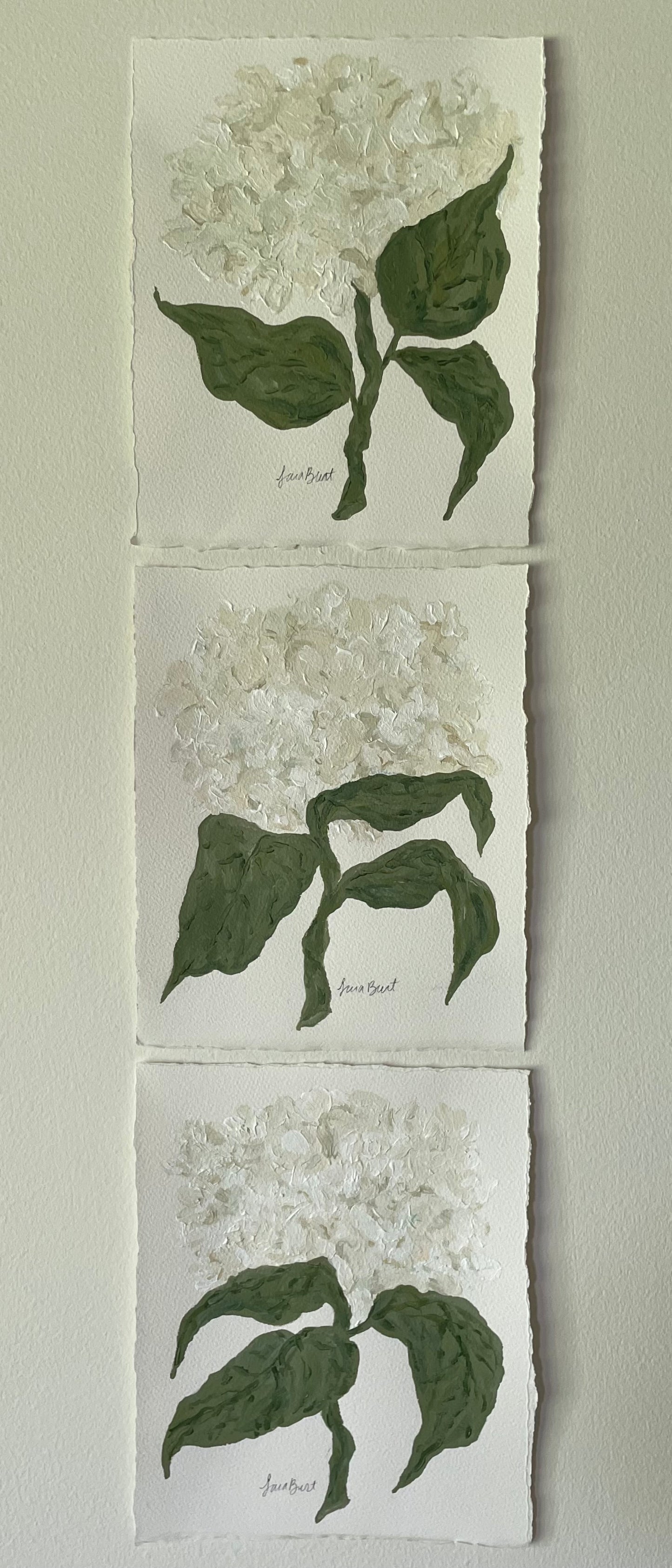 8x10 White Hydrangea on plain paper no. 3