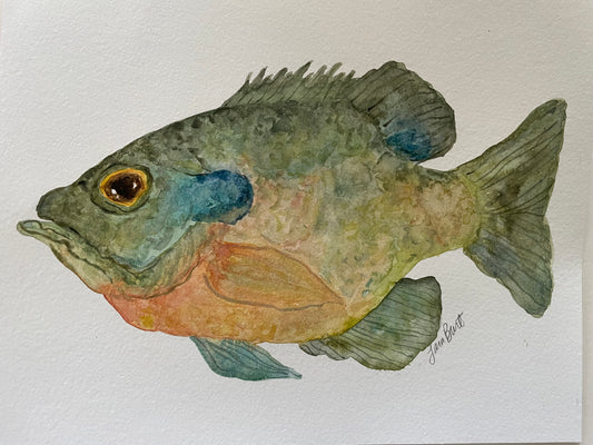 Bluegill Bream Fish watercolor