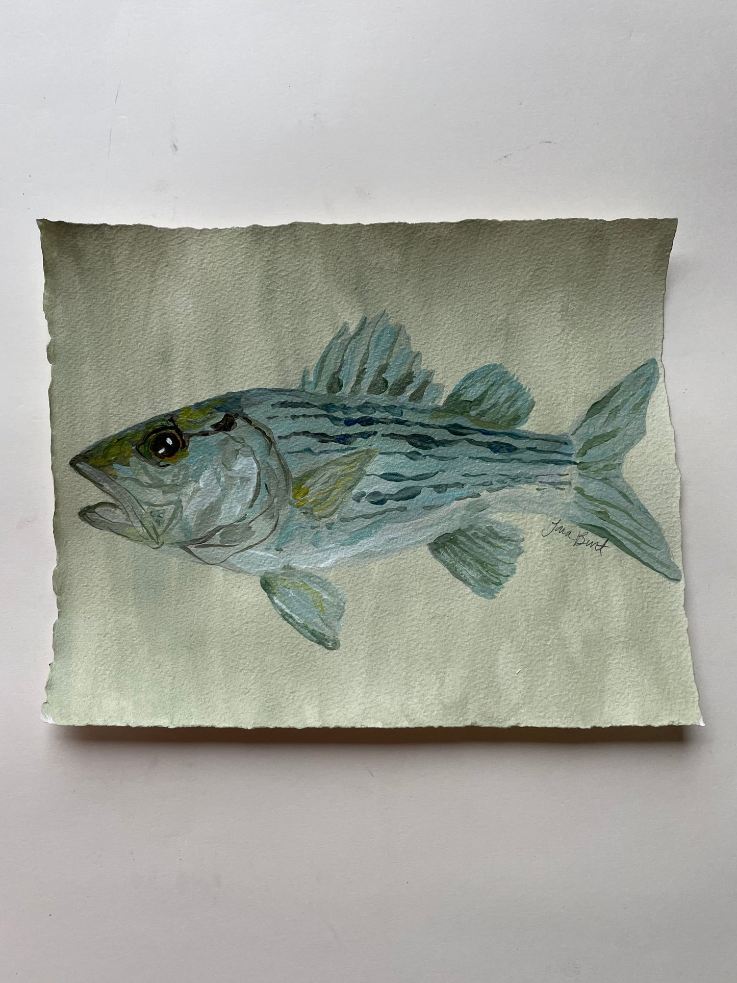 Striped Bass on paper