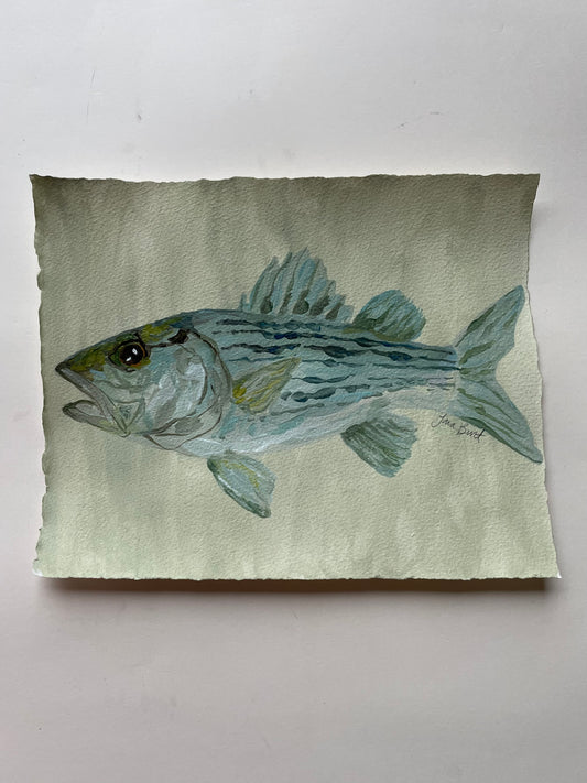 Striped Bass on paper
