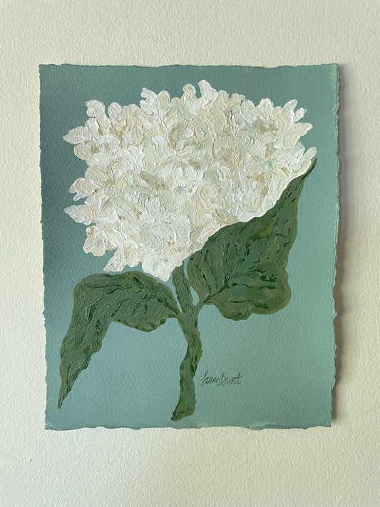 8x10 White Hydrangea on Blue paper no. 1
