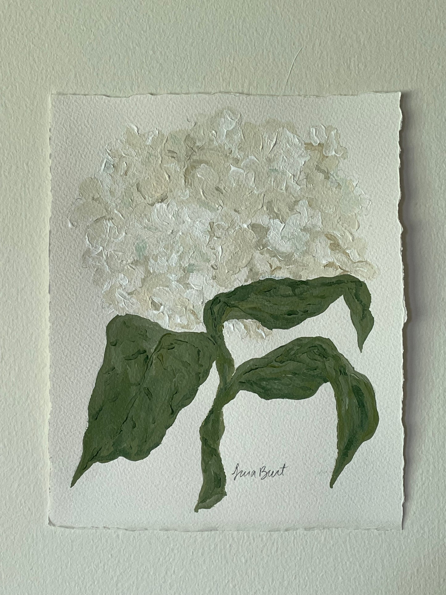 8x10 White Hydrangea on plain paper no. 3