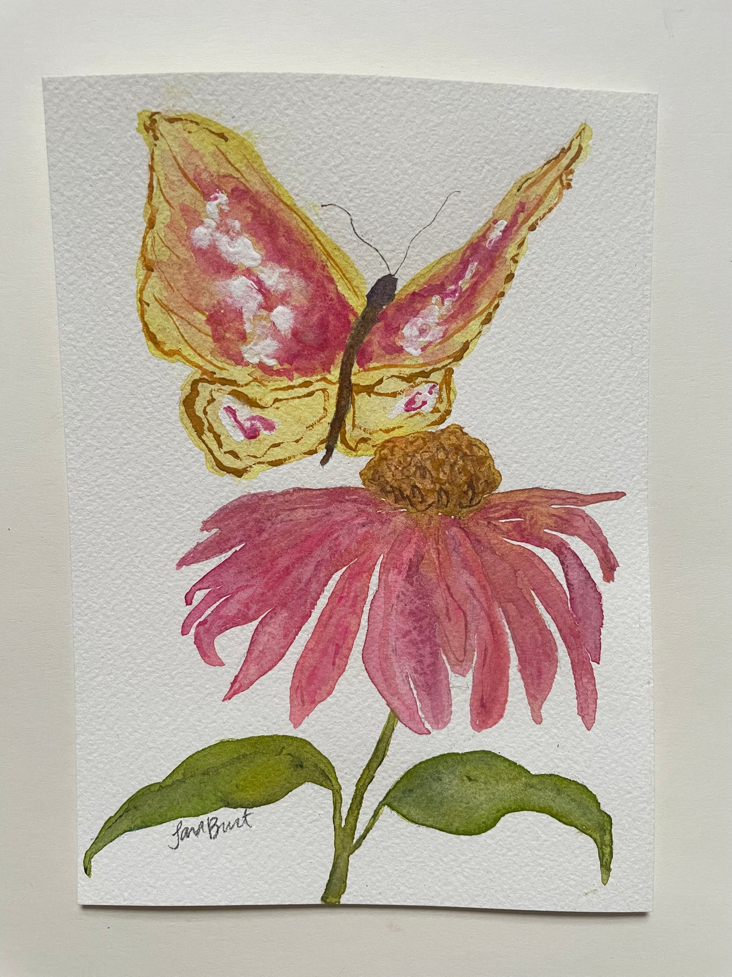 Butterfly on Cone Flower