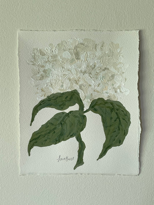 8x10 White Hydrangea on Plain paper no. 2