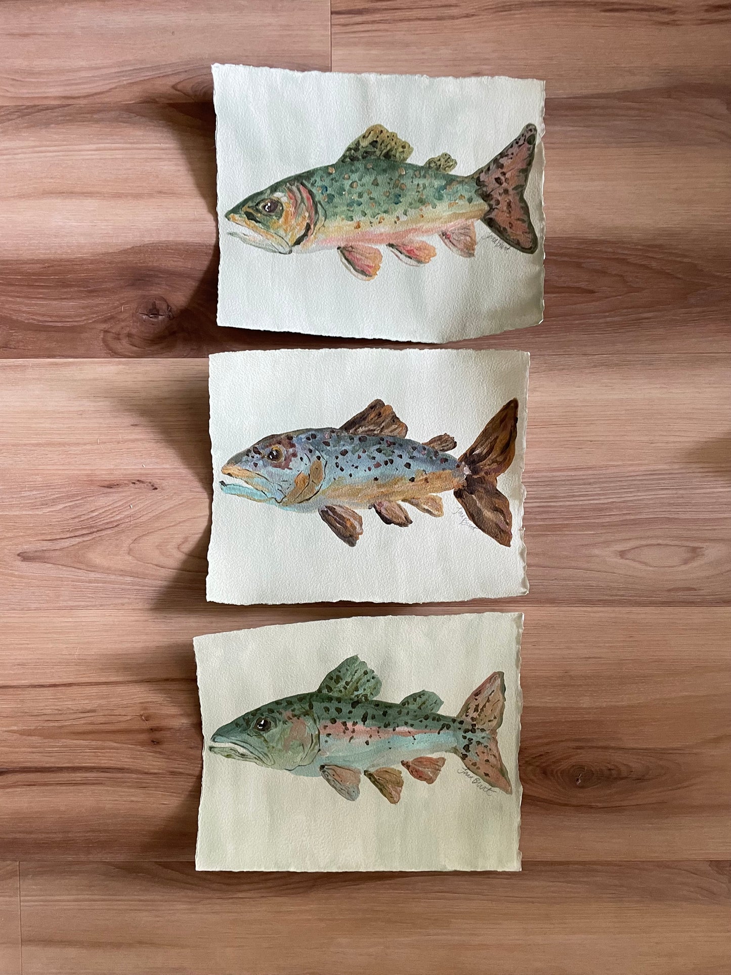 Rainbow Trout on paper