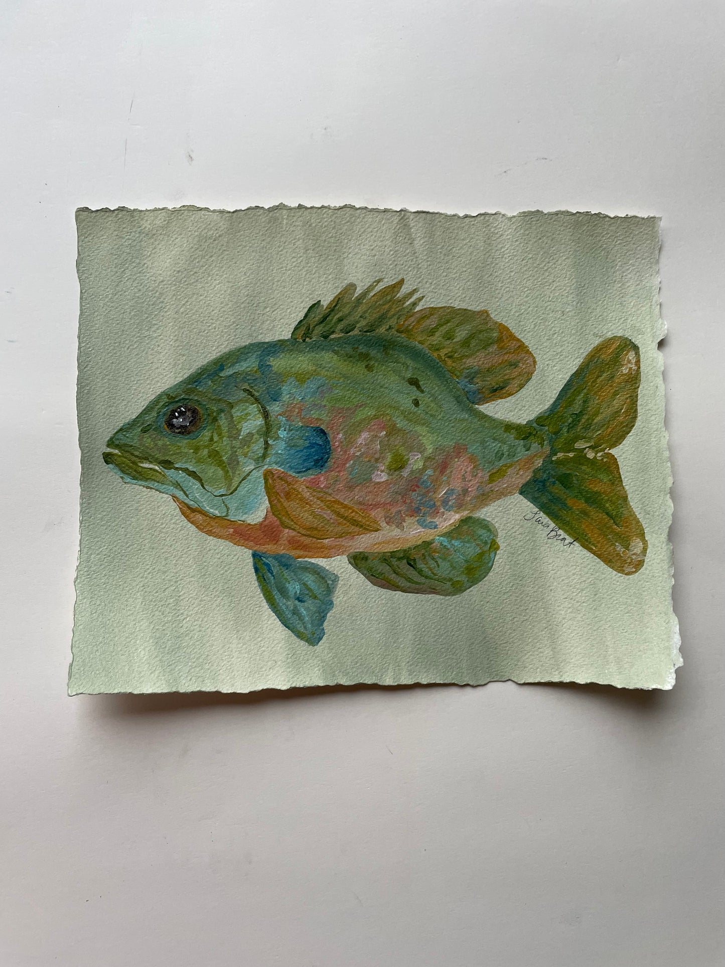 Bluegill Brim on paper