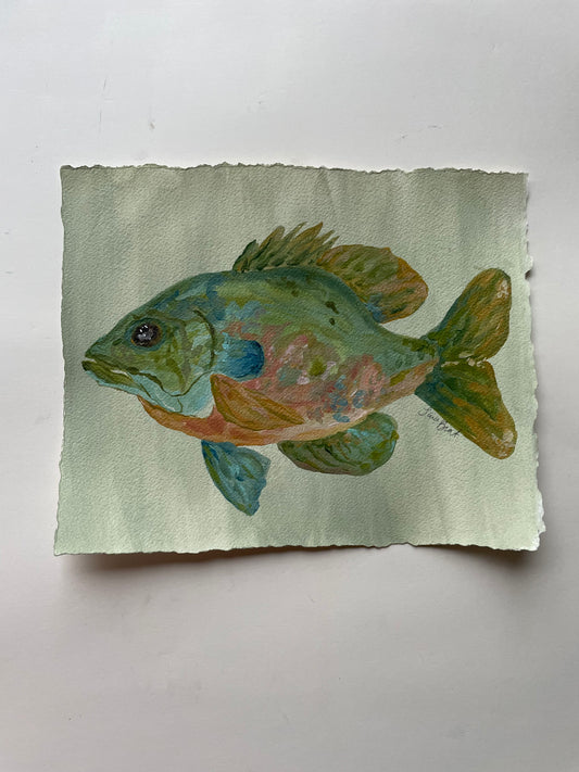 Bluegill Brim on paper