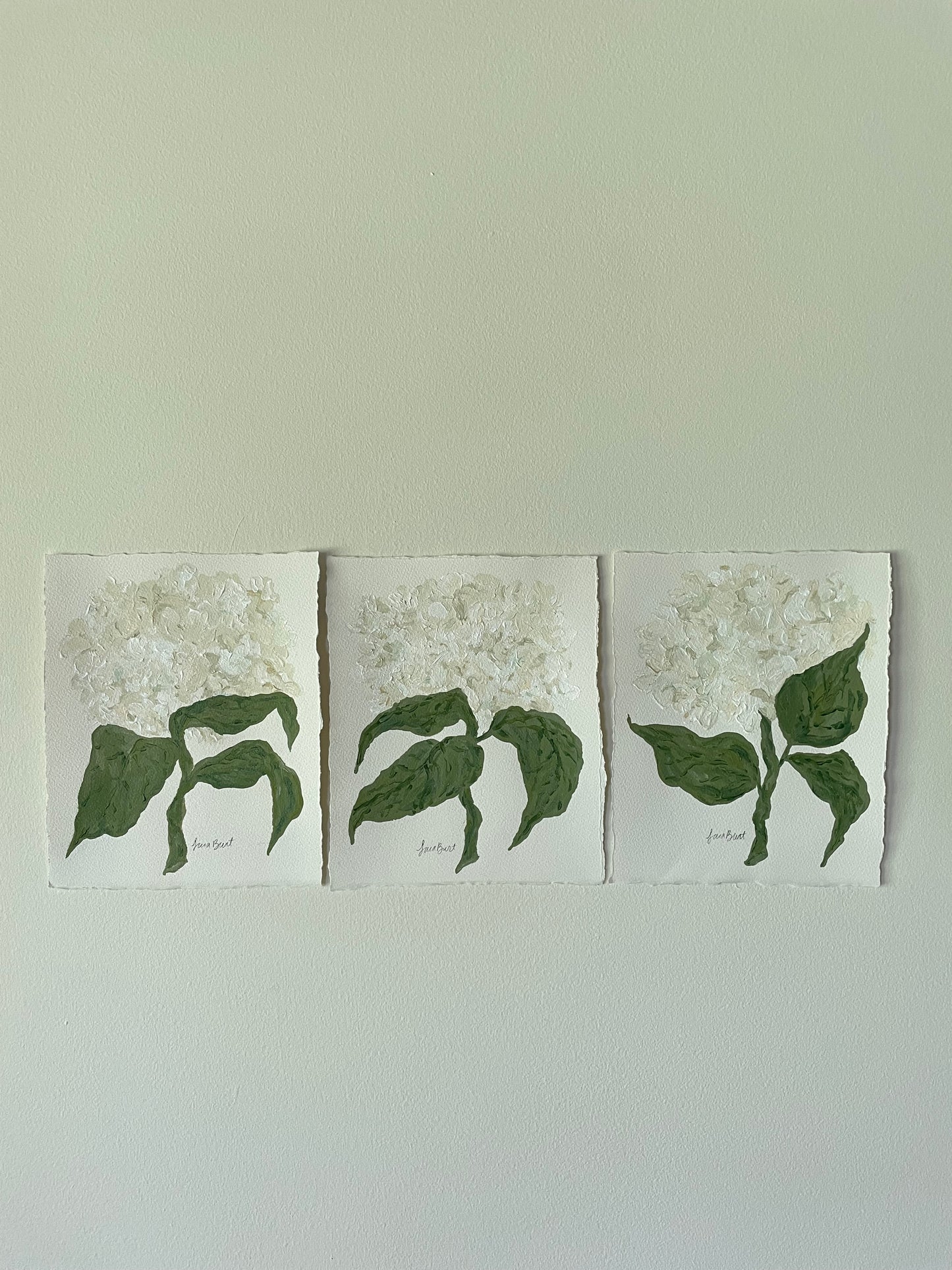 8x10 White Hydrangea on plain paper no. 1