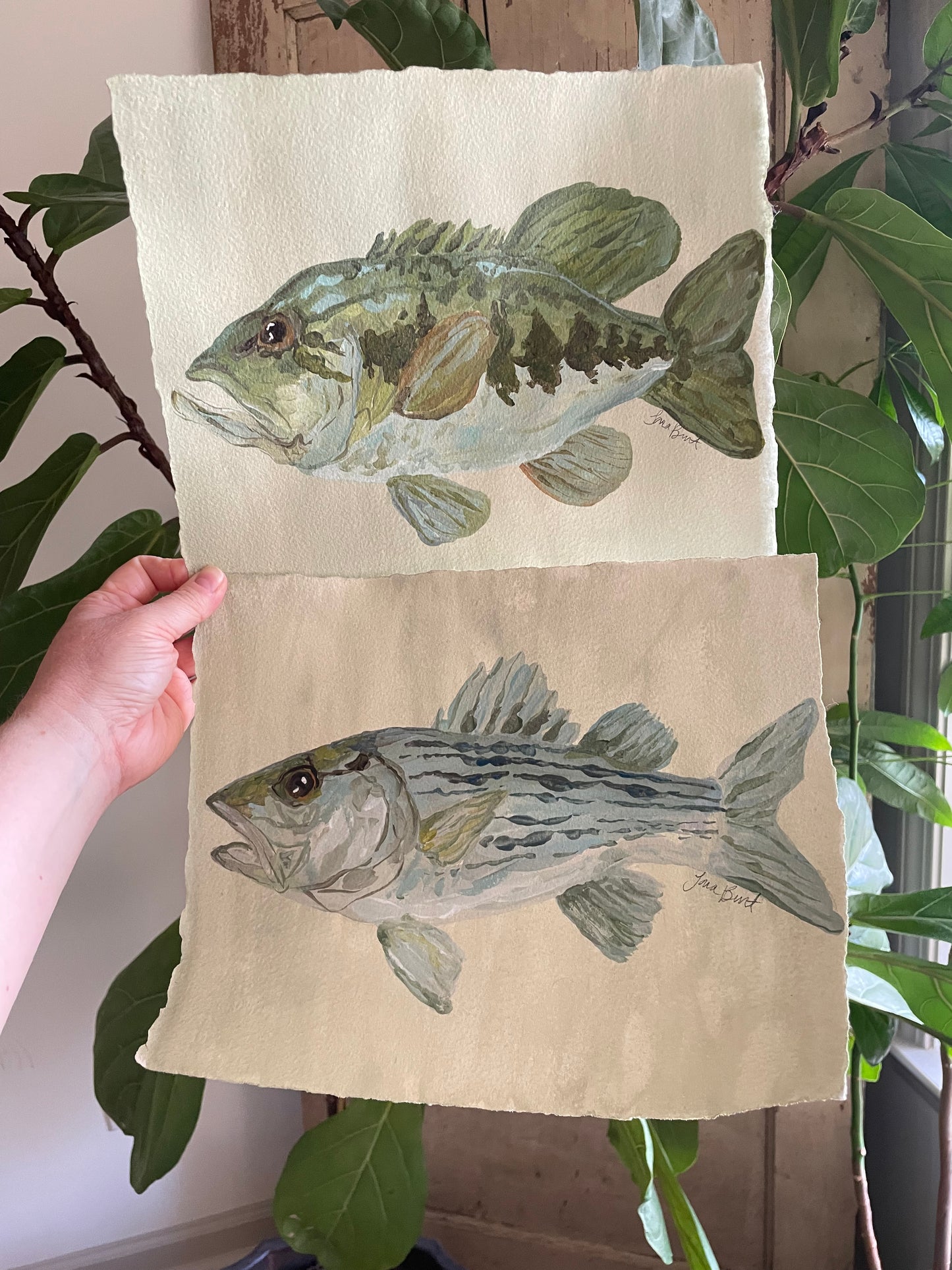 Striped Bass on paper