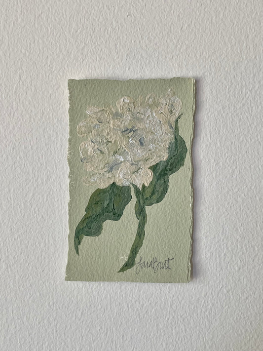 3x5 Creamy Hydrangea on Apple Green paper