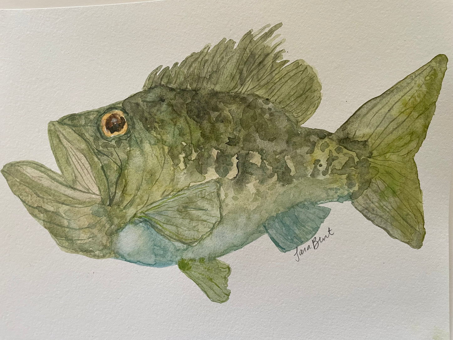 Large Mouth Bass watercolor