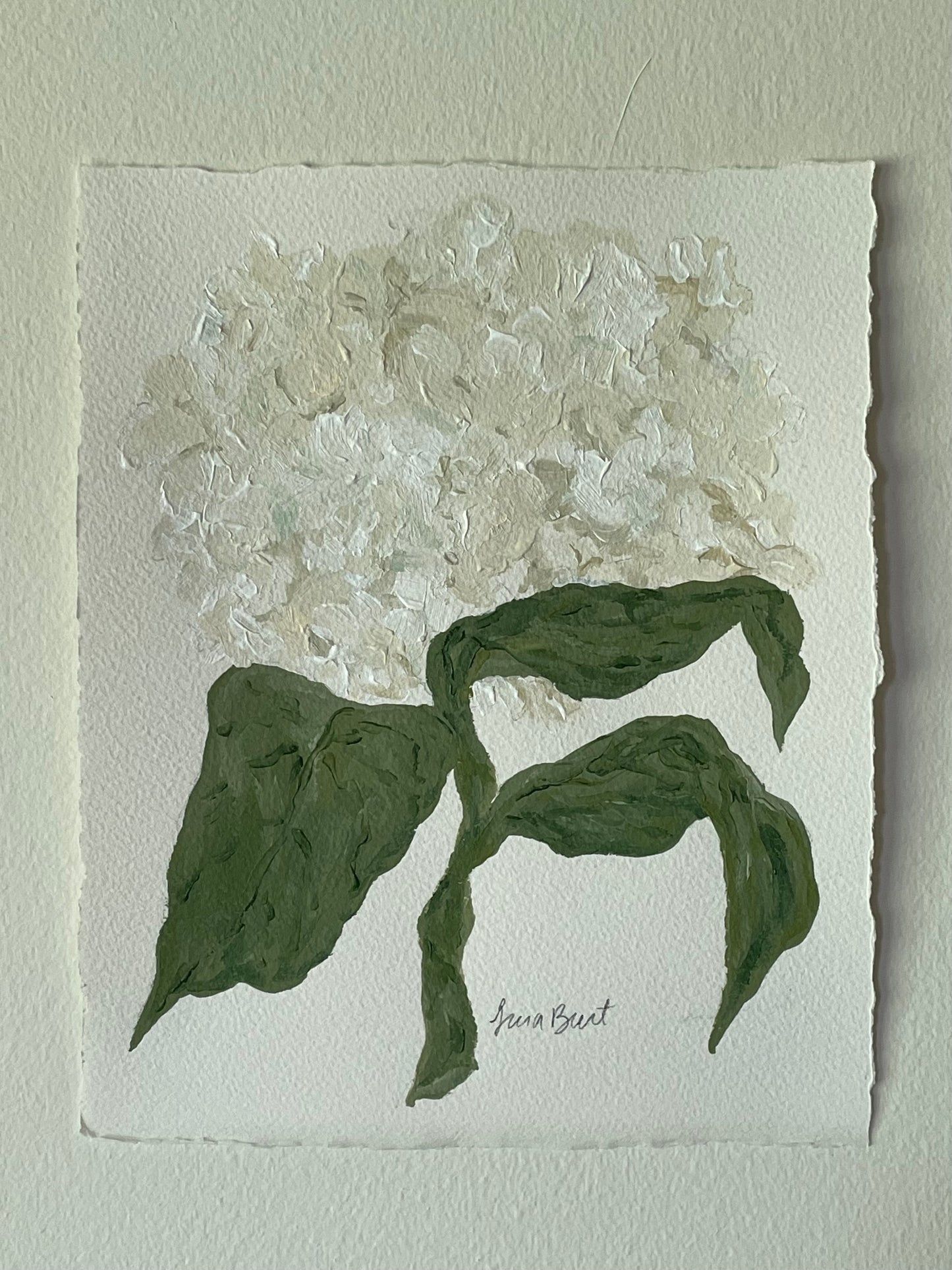 8x10 White Hydrangea on plain paper no. 3
