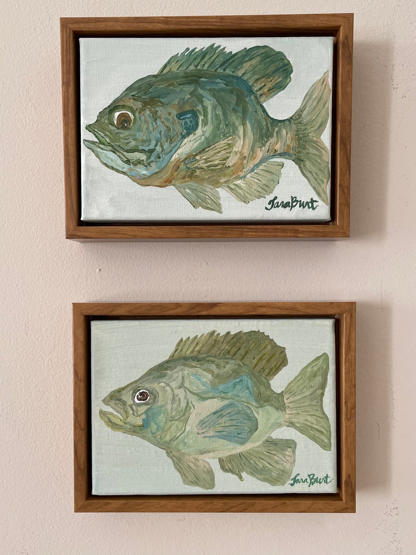 Blue Gill Brim on canvas